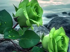 فال امروز 21 بهمن 