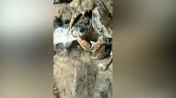 کندن چشم ماهی با چنگال‌های خرچنگ + فیلم