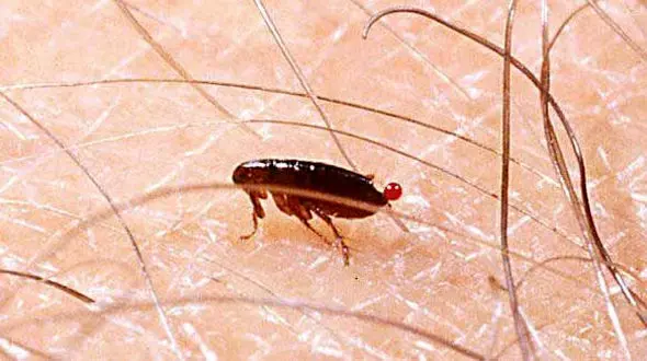 کک ها  به روستای گنداب آبدانان حمله کردند !