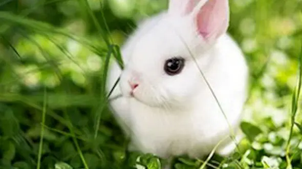 از سمی ترین ماهی جهان تا خرگوش بامزه در حال غذا خوردن