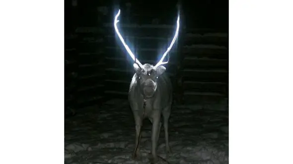 کار عجیب مزرعه داران برای نجات جوان حیوانی با ارزش+عکس