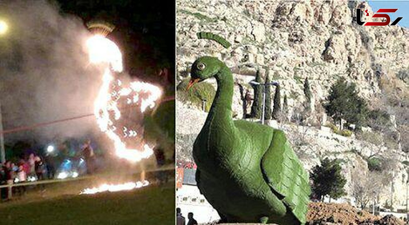 طاووس ها را در شیراز زنده زنده آنش می زنند! ؟/ علت چیست؟ + جزییات