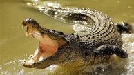 آخرین خبر درباره تمساح دریاچه چیتگر  / پیدا نشد!  +جزییات
