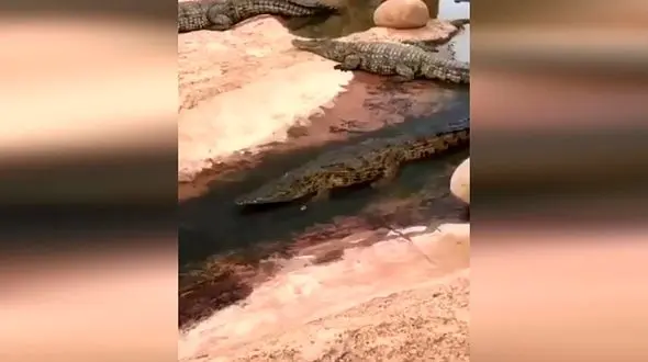 کروکدیل‌ها هم سرسره‌بازی دوست دارند + فیلم