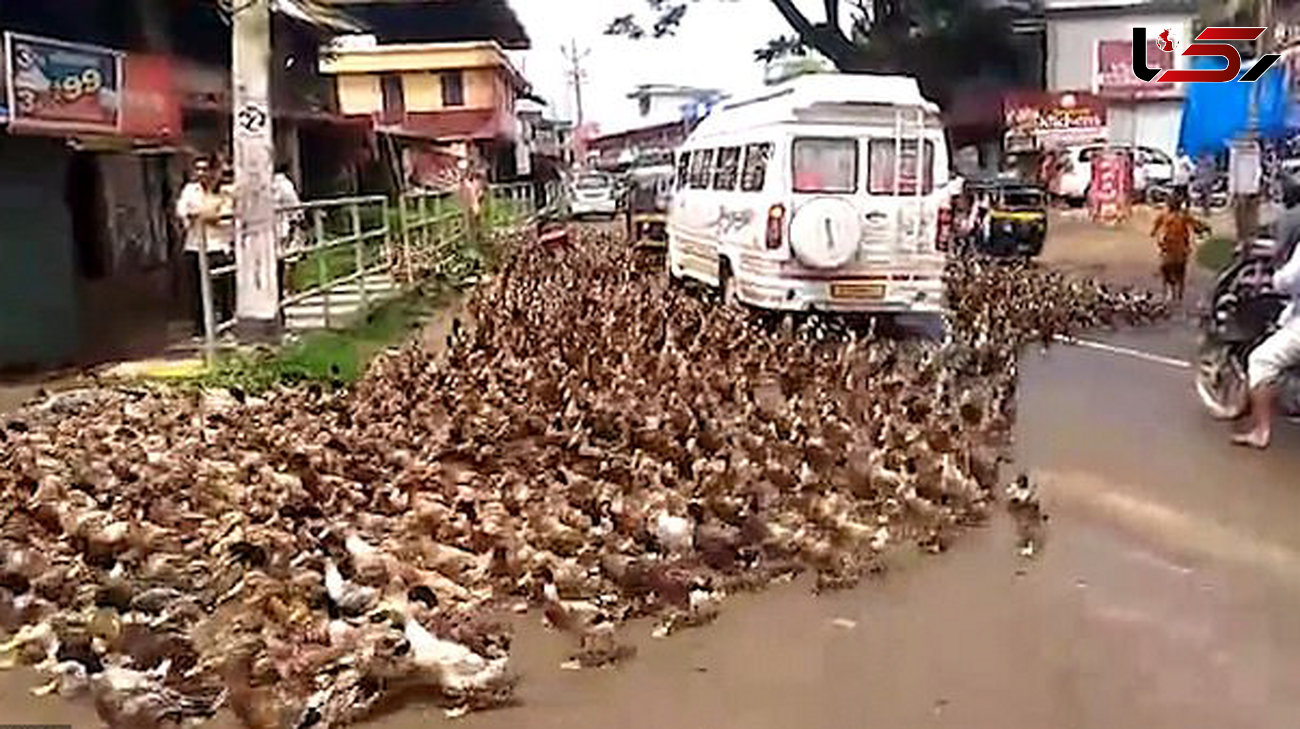 حمله هزاران اردک به خیابان های هند + عکس