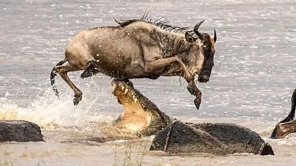 لحظه پرش گاو وحشی از روی آرواره تمساح + تصاویر