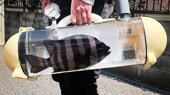 با ماهی خود به گردش بروید + عکس های جالب 