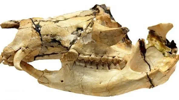  فسیل کانگروهای خون آشام 5 میلیون ساله کشف شد +تصویر