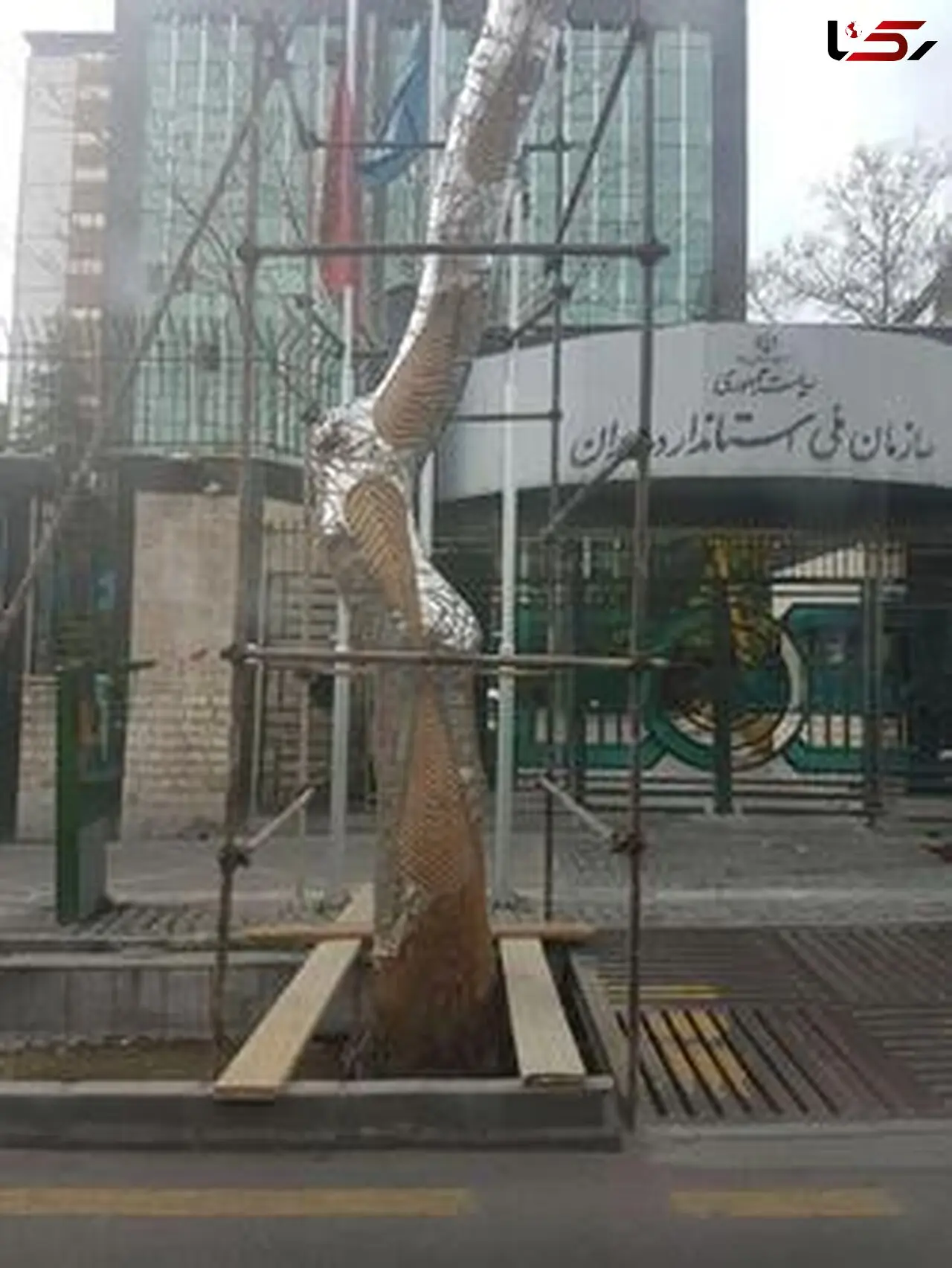 کنده کاری وسیع روی درخت چنار کهنسال خیابان ولی عصر +عکس 