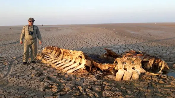 مرگ دلفین دو متری خاک ایران  /  لاشه‌ی نهنگ و دلفین در سواحل بحرکان !