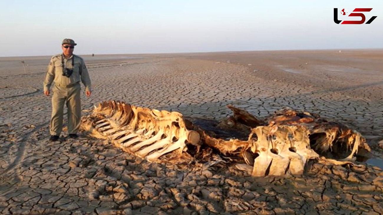 مرگ دلفین دو متری خاک ایران  /  لاشه‌ی نهنگ و دلفین در سواحل بحرکان !