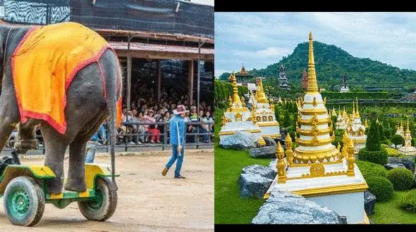 نونگ نوچ  ، زیباترین پارک استوایی شهر پاتایا