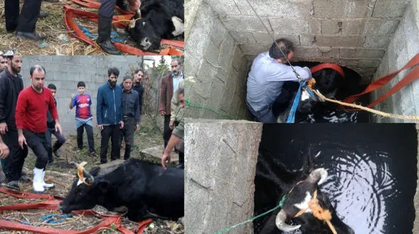 حادثه عجیب برای گاوغول پیکر در مولوی تهران! + عکس های عجیب