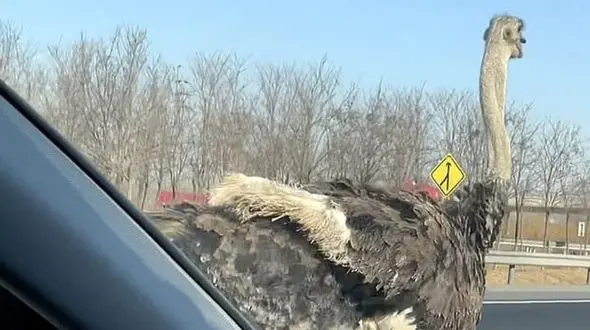 فیلم شترمرغ سرگردان وسط بزرگراه شلوغ / پلیس وارد عمل شد