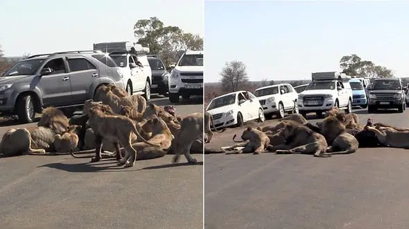 فیلم مسدود شدن جاده توسط 18 شیر گرسنه موقع خوردن بوفالو