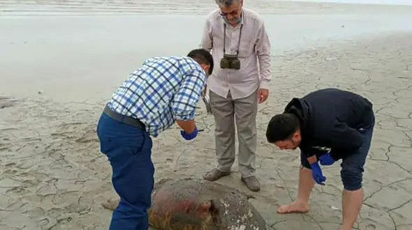 مرگ دلخراش فک خزری و جنین در شکمش / کالبدشکافی برای علت مرگ های سریالی