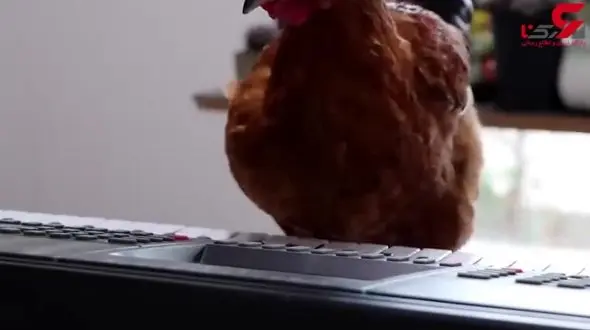 نواختن پیانو توسط مرغ حرفه ای+فیلم