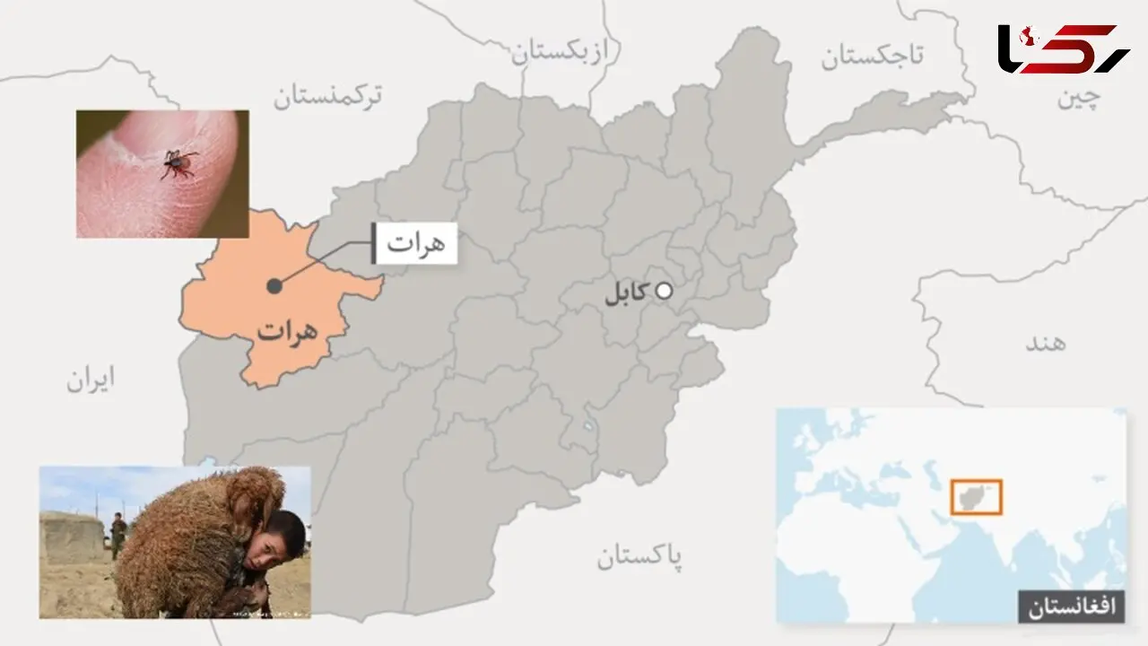 بیماری تب کریمه کنگو در هرات افغانستان مشاهده شد