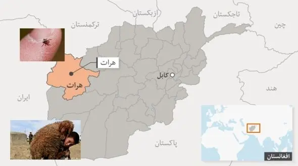 بیماری تب کریمه کنگو در هرات افغانستان مشاهده شد