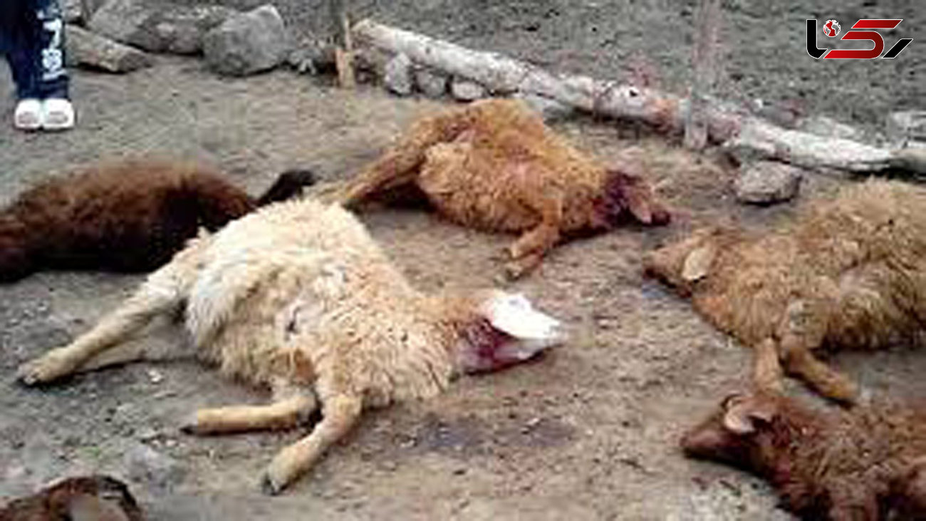 جولان گرگ های گرسنه در شیروان / 9 گوسفند را دریدند