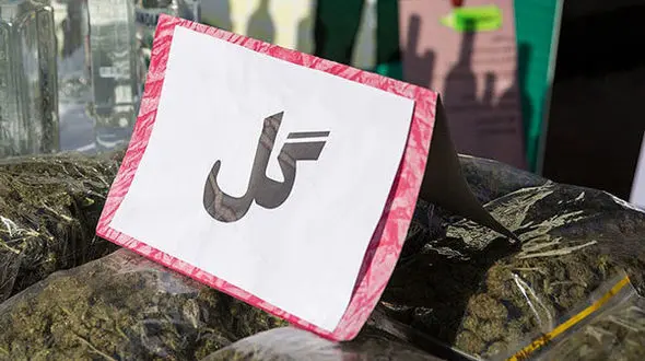 کشف ۳ تن مواد مخدر گل در استان قزوین