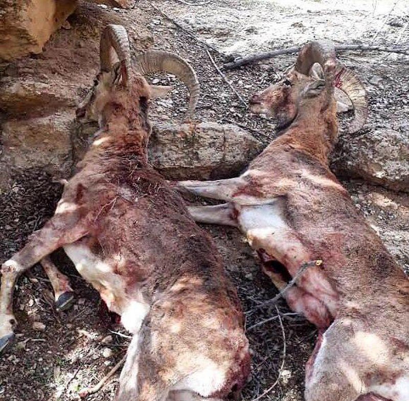 عاملان شکار 2 قوچ وحشی جوان در سمنان دستگیر شدند