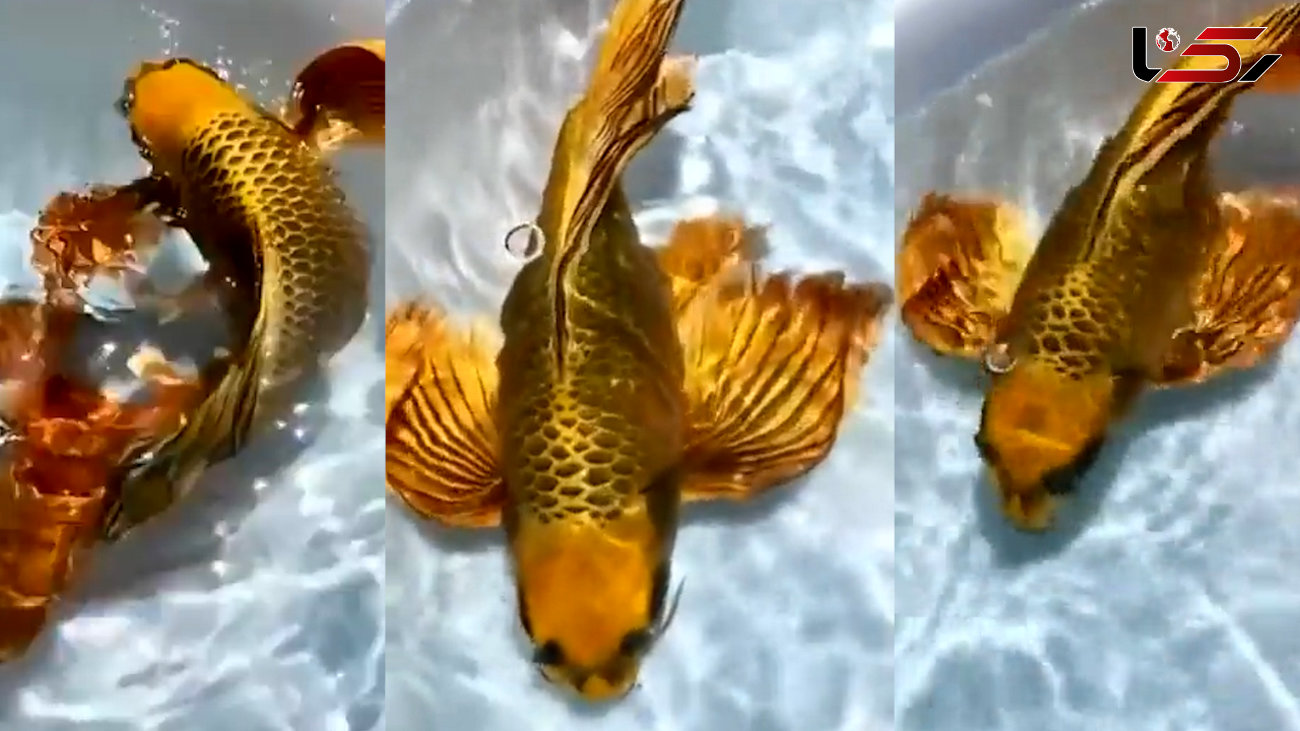 ببینید / ماهی پروانه ای طلایی / ماهی که 8 هزار دلار ارزش دارد + فیلم 