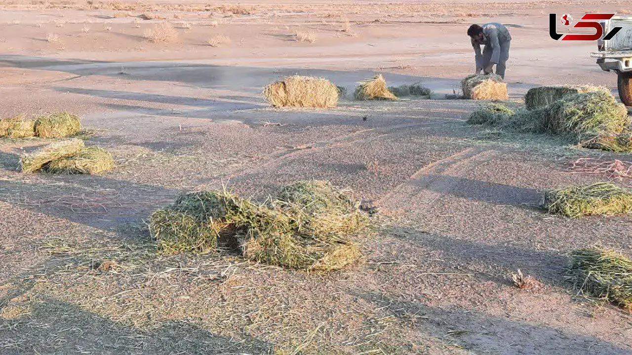 توزیع ۱۵ تن یونجه برای حمایت از آهوان ایرانی در پناهگاه ملی میاندشت
