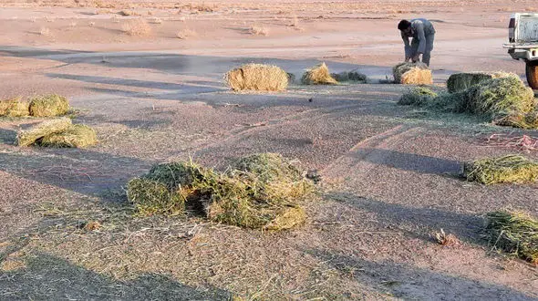 توزیع ۱۵ تن یونجه برای حمایت از آهوان ایرانی در پناهگاه ملی میاندشت