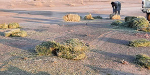 توزیع ۱۵ تن یونجه برای حمایت از آهوان ایرانی در پناهگاه ملی میاندشت