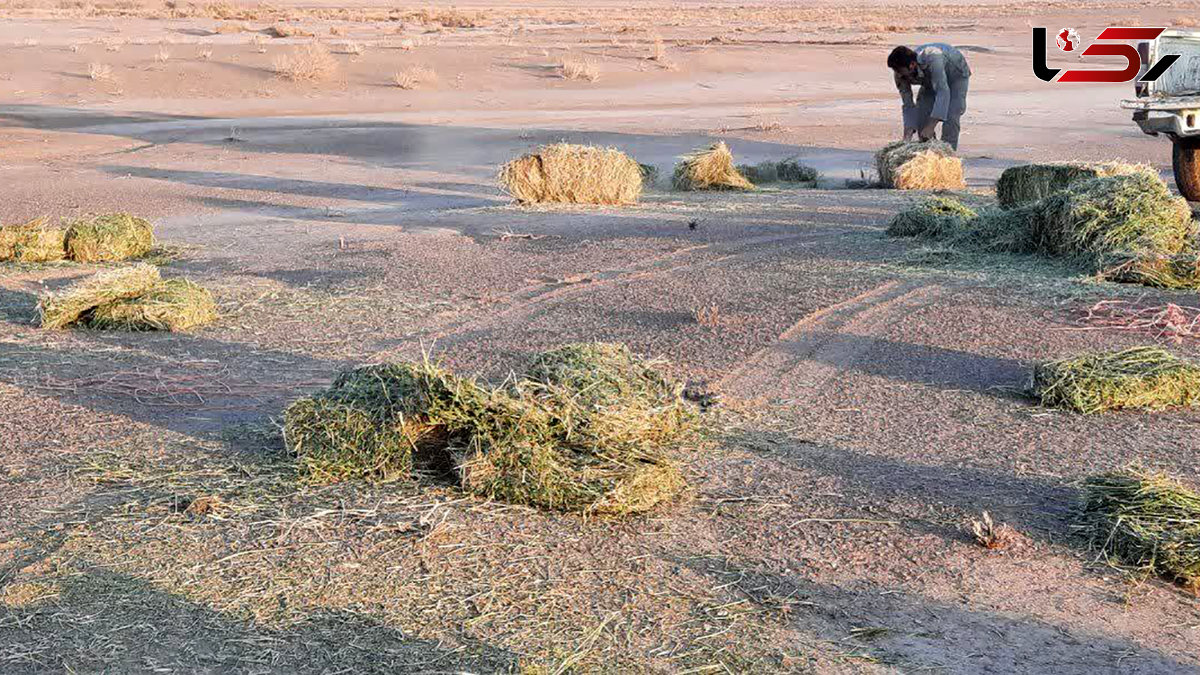 توزیع ۱۵ تن یونجه برای حمایت از آهوان ایرانی در پناهگاه ملی میاندشت