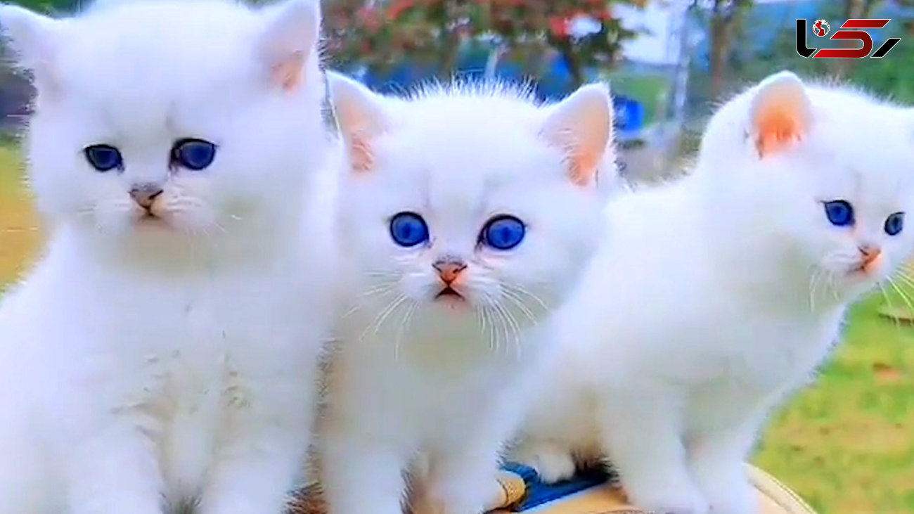 نگاه عجیب گربه های پنج قلو + فیلم
