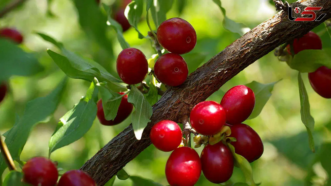 درمان خوشمزه 11 ببیماری