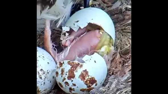 چگونگی تولد جوجه شاهین + فیلم