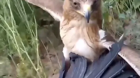 از حمله شاهین به کلاغ تا پایان تلخ بز کوهی