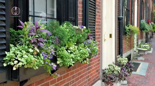 معرفی 10 گیاه خوشبو که ورودی خانه شما را زیباتر می‌ کند + عکس