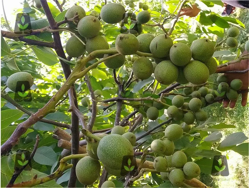 نهال
