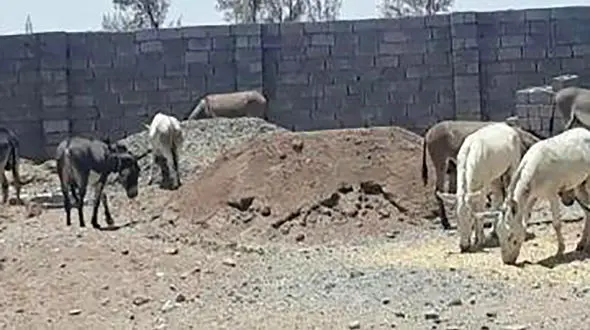 بازداشت 16 الاغ که جاده فردوس را بهم ریخته بودند