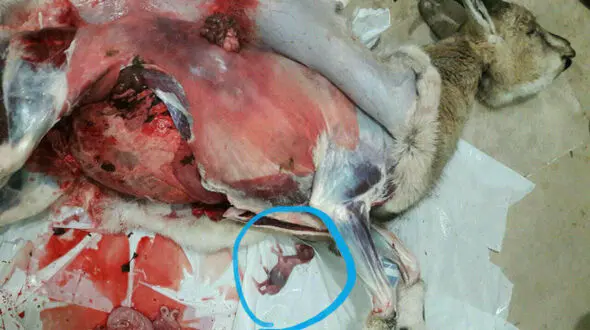 شکار بی رحمانه یک بز کوهی آبستن در طالقان +عکس ناراحت کننده 