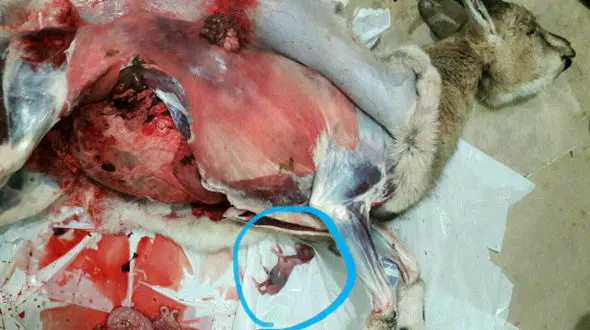 شکار بی رحمانه یک بز کوهی آبستن در طالقان +عکس ناراحت کننده 