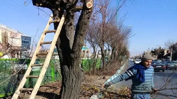 شهرداری تهران: تمام زایدات حاصل از هرس درختان به چرخه زیستی بازگردانده می شود