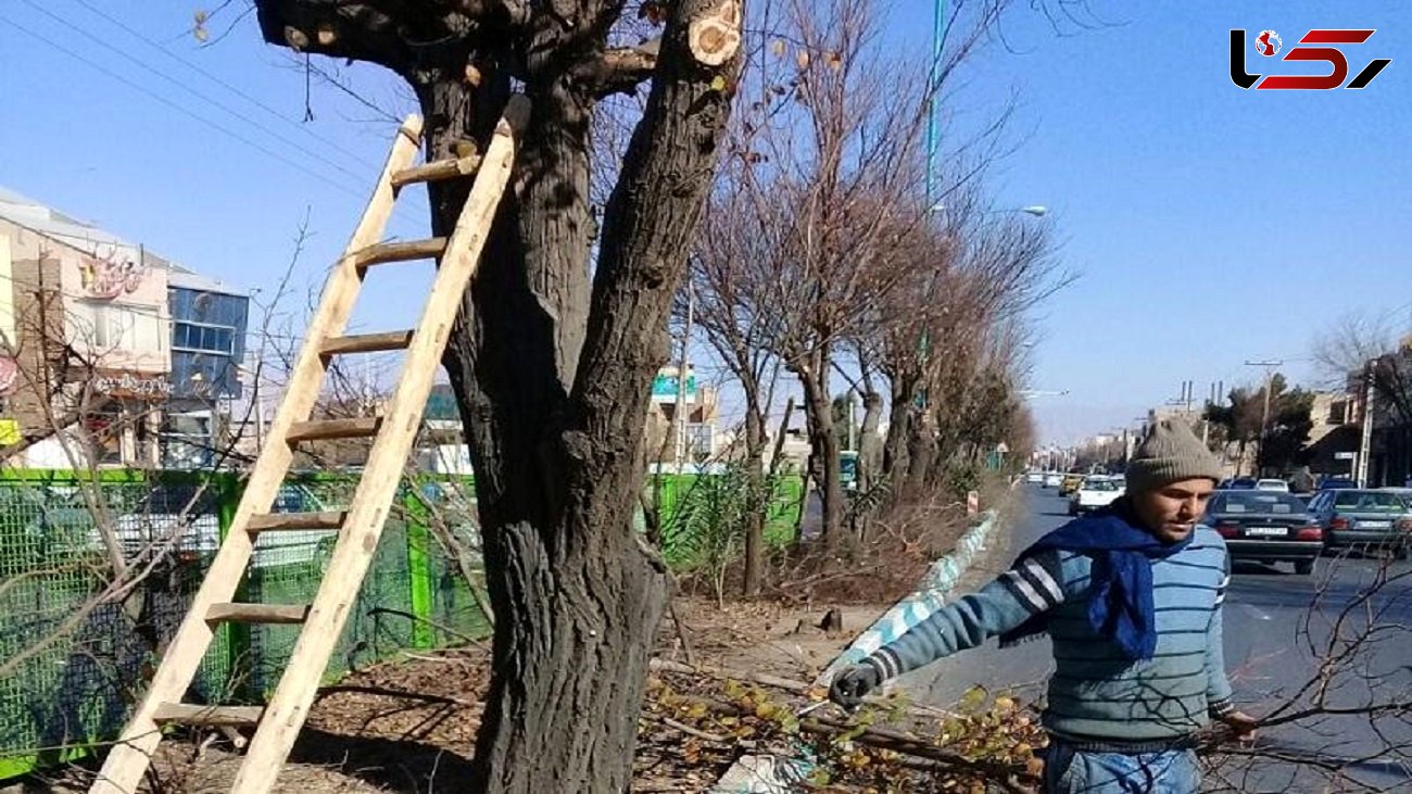 شهرداری تهران: تمام زایدات حاصل از هرس درختان به چرخه زیستی بازگردانده می شود