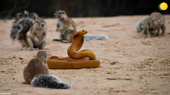 فیلم نبرد عجیب سنجاب‌ها و خدنگ با مارکبرای مسی !