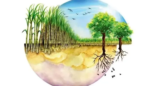 از احیای تالاب شادگان تا راه‌اندازی تصفیه‌خانه‌های صنعتی و حذف سموم کشاورزی/ نیشکر چگونه به «صنعت سبز» ایران تبدیل شد؟