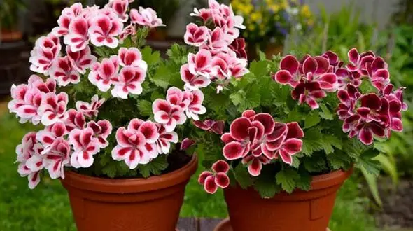 چطور گیاه شمعدانی را در تابستان زیبا نگه داریم؟ نکات طلایی را اینجا بخوانید