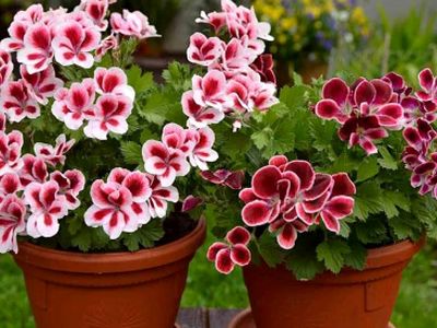 چطور گیاه شمعدانی را در تابستان زیبا نگه داریم؟ نکات طلایی را اینجا بخوانید