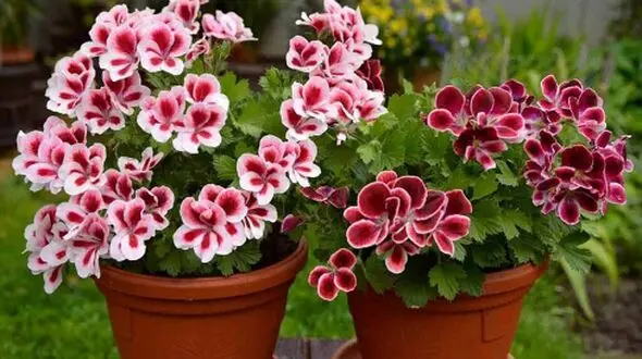چطور گیاه شمعدانی را در تابستان زیبا نگه داریم؟ نکات طلایی را اینجا بخوانید