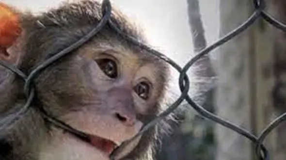 پذیرایی شامپانزه از لاک پشت با میوه! +فیلم