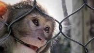 پذیرایی شامپانزه از لاک پشت با میوه! +فیلم