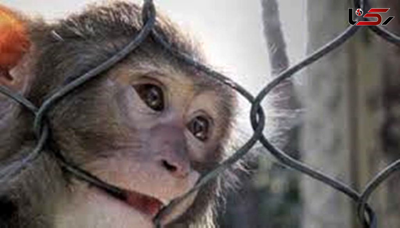 زنده گیری دومین میمون‌ رها شده در جنگل‌های سیاهکل